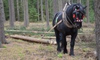 Ein Pferd zieht Holz aus dem Wald