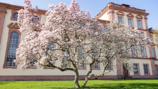Die Jurafakultät im Schloss Mannheim