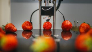 Test der Qualität von Erdbeeren