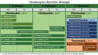 Studienplan Bachelor Biologie an der FSU Jena