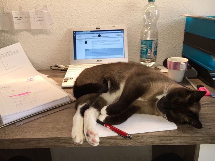 Katze Nici auf Schreibtisch