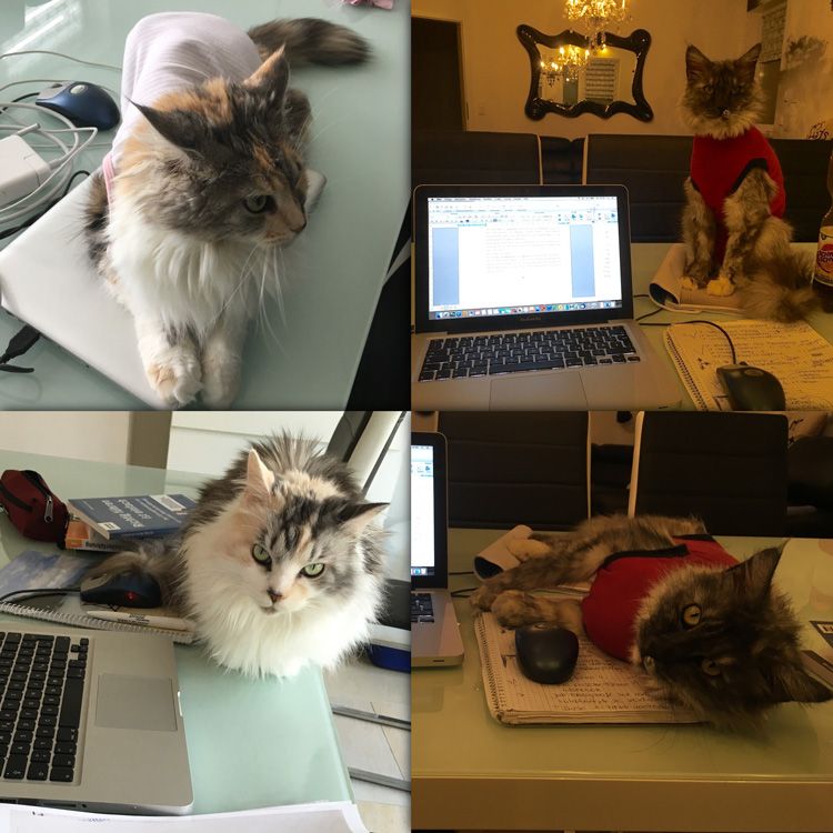 Katze auf Schreibtisch