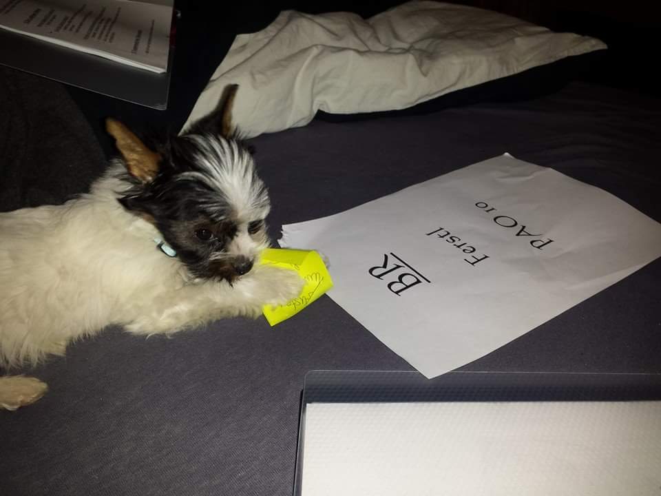 Hund frisst Notizzettel