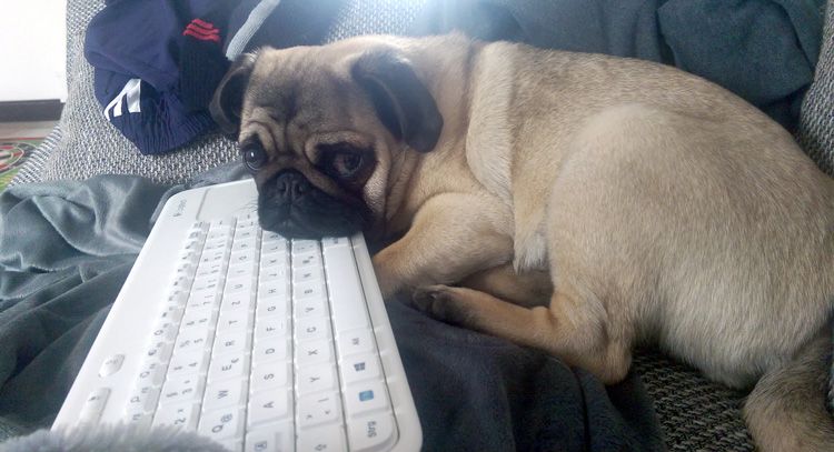 Hund Phoebe auf Tastatur