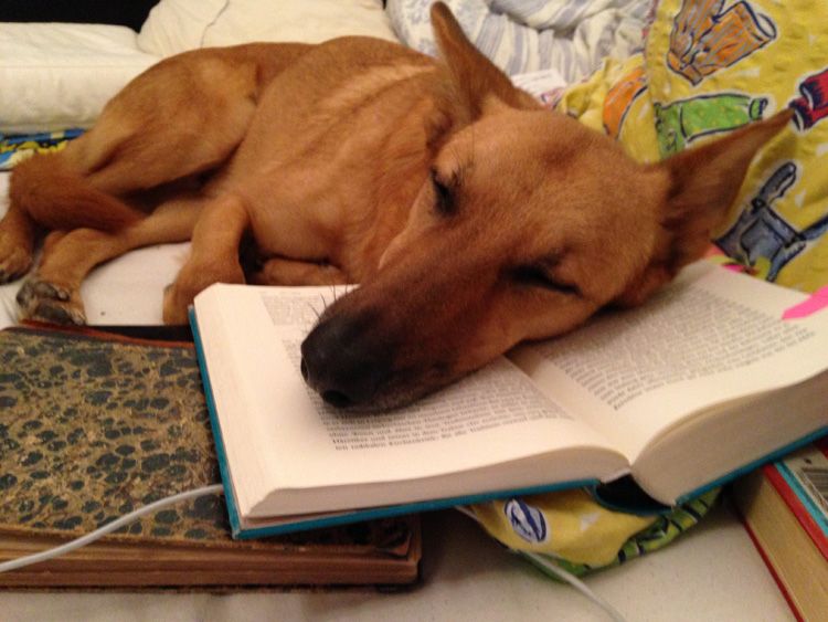 Hund schläft auf Buch